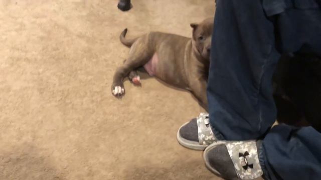 Giant family pit bull HULK rough housing with his two sons KONG & KOBE смотреть онлайн