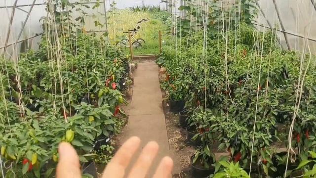 Не делайте этого никогда! О ПЕРЦАХ В Июле БОЛЬШОЕ ВИДЕО! Подкормки, уход на Большой урожай! смотреть онлайн