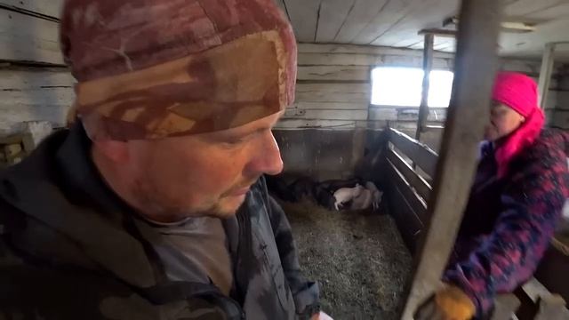 Решили продать поросят. По чем нынче свиньи. Купили хлебницу. Омск Москаленки в деревне смотреть онлайн