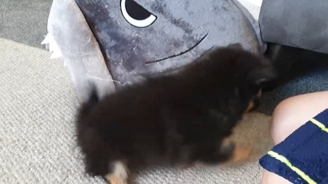 Shark toy fun with Daisy the Pomchi. смотреть онлайн