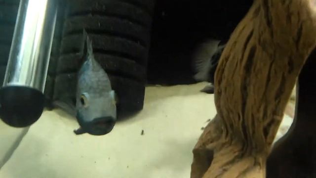 Цихлазома бриллиантовая дисковая с мальками смотреть онлайн