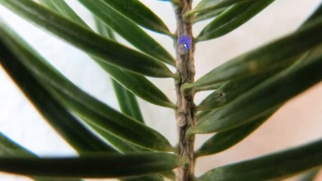 Какие хвойные деревья бывают новогодними ёлками? смотреть онлайн