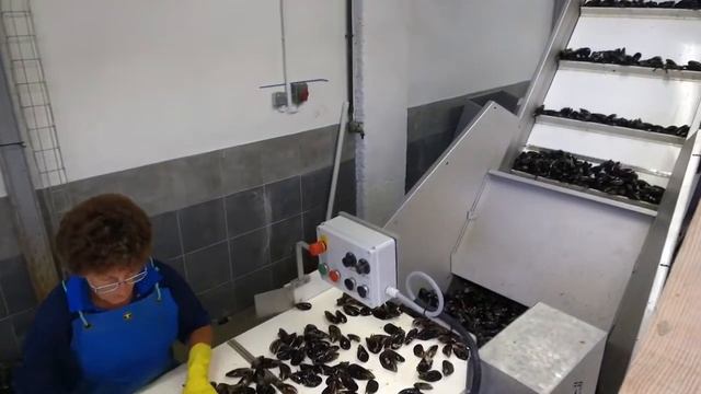 Оборудование для мидий смотреть онлайн