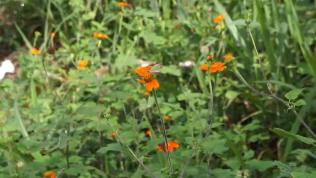 Video teste nex c3k sony 720p смотреть онлайн
