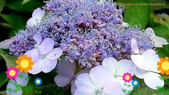 Гортензия пильчатая. Краткий обзор, описание характеристик hydrangea serrata cloudi ilvoclou смотреть онлайн
