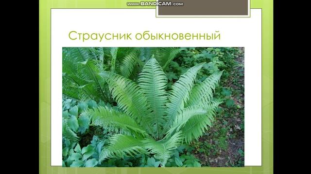 Біологія. Різноманітність спорових рослин. 6 клас смотреть онлайн