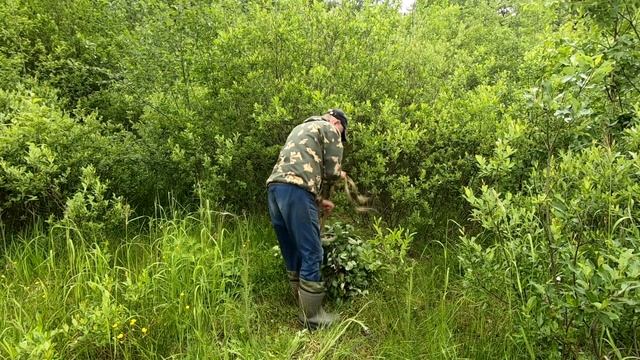 Заготовка березовых веников для бани. смотреть онлайн
