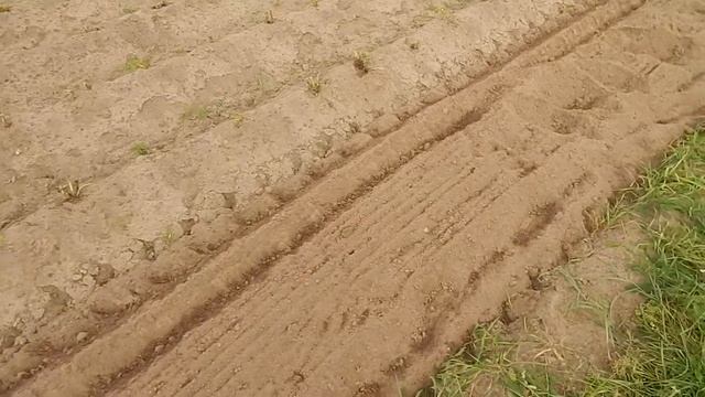 Картофельное поле. смотреть онлайн