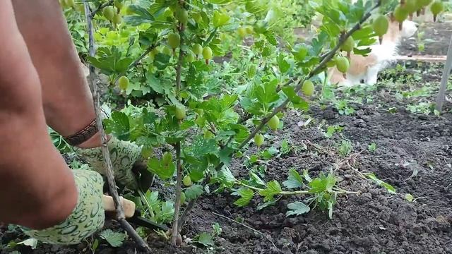 Куст крыжовника на штамбе смотреть онлайн