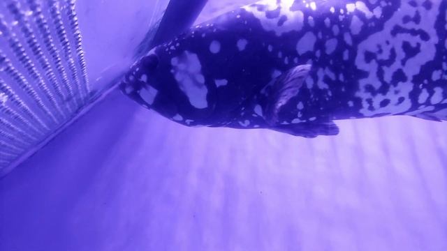 АКВАРИУМНЫЕ РЫБКИ (часть 1) смотреть онлайн