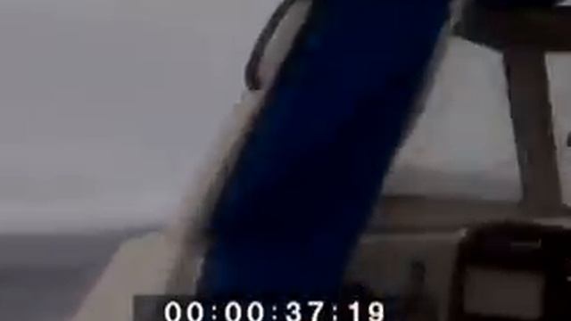 косатки во Владивостоке смотреть онлайн