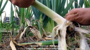 Зеленый Японский Лук Фукая — 深谷ねぎ