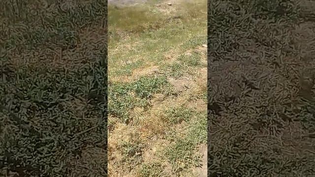 Желтопуз(полоз) ест яйца ящерицы смотреть онлайн