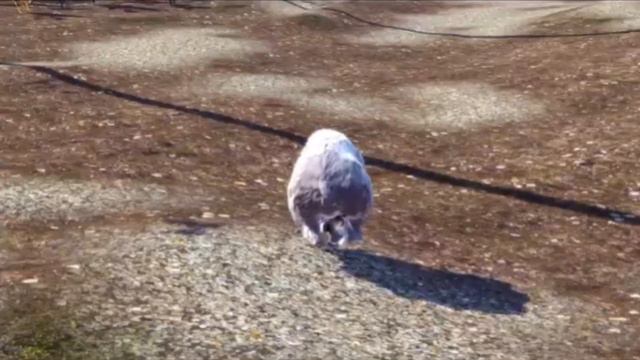Goat simulator On Crack! (New year special) смотреть онлайн