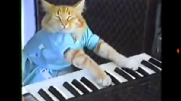 котик играет на пианино