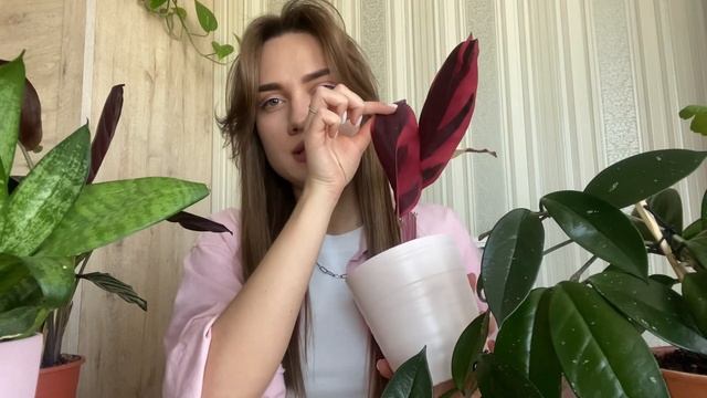 ?МОЯ КОЛЛЕКЦИЯ КОМНАТНЫХ РАСТЕНИЙ | Часть 2 | Обзор Комнатных Растений | Домашние Цветы 2022 смотреть онлайн