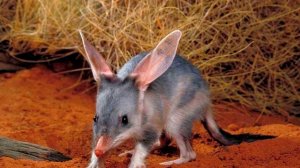 Бандикут - интересные факты