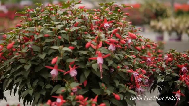 Bella Fuchsia Nikita - Garden plant with Flowers all Summer long! смотреть онлайн