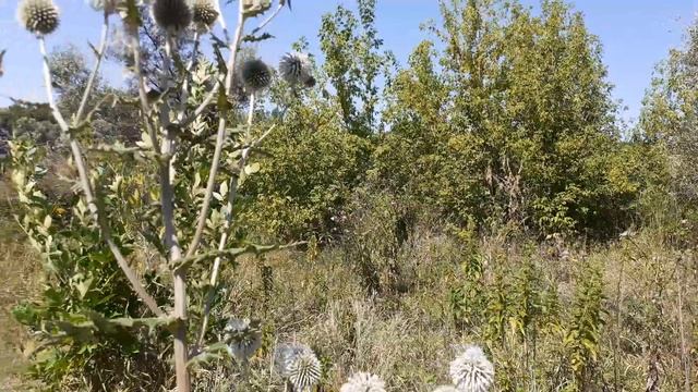 Мордовник шароголовый смотреть онлайн