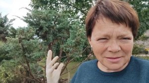 Поэтапная топиарная стрижка можжевельника Блю Альпс Был огромный старый дед а стал молодой красавец