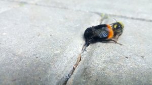 Шмелиная матка спаривается Bumblebee Queen Mates