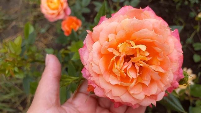 Розы - первогодки из питомника "Мишкины розы" смотреть онлайн