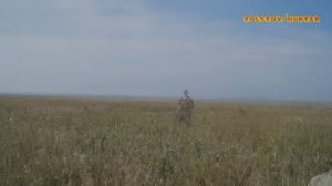 Впервые на перепела  Охота со спаниелем.