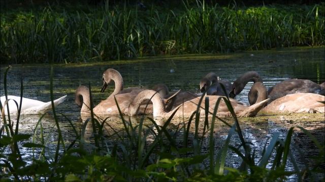 Śniadanie Na Stawie. Młode łabędzie Nieme O Poranku /Breakfast On The Pond. Young Mute Swans At Daw