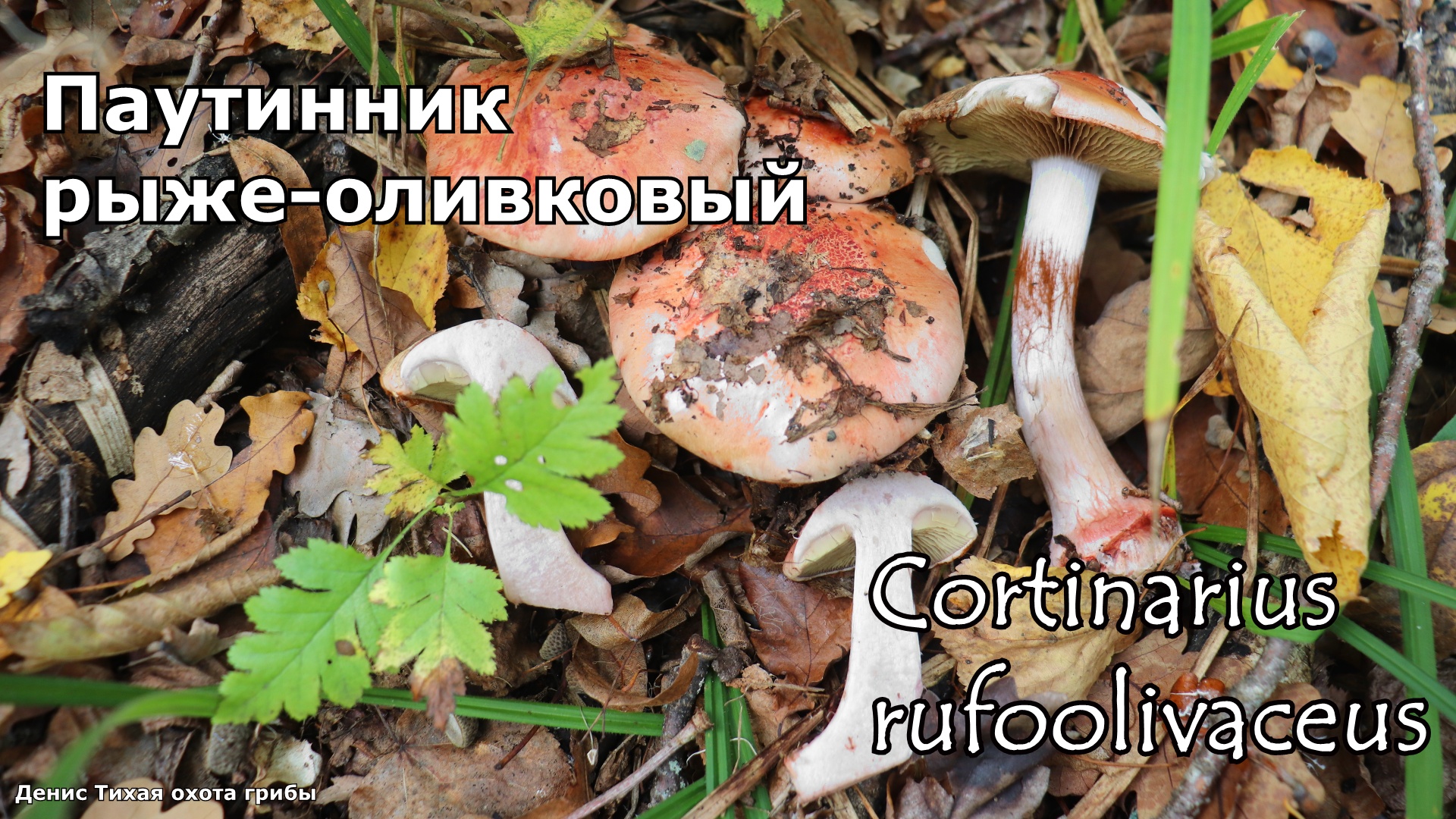 Паутинник рыже оливковый - редкий гриб | Cortinarius rufoolivaceus смотреть онлайн