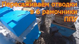 Пересаживаем отводки в 6 рамочные нуклеусы ППУ