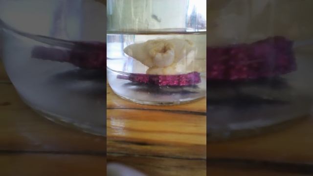 Выращиваем коралл. (1 день спустя) смотреть онлайн