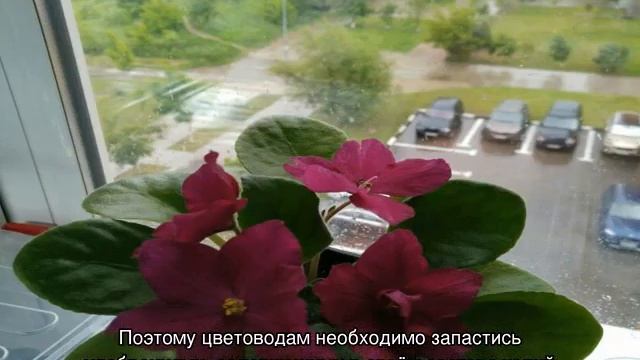 Домашняя фиалка бой быков — описание цветка смотреть онлайн