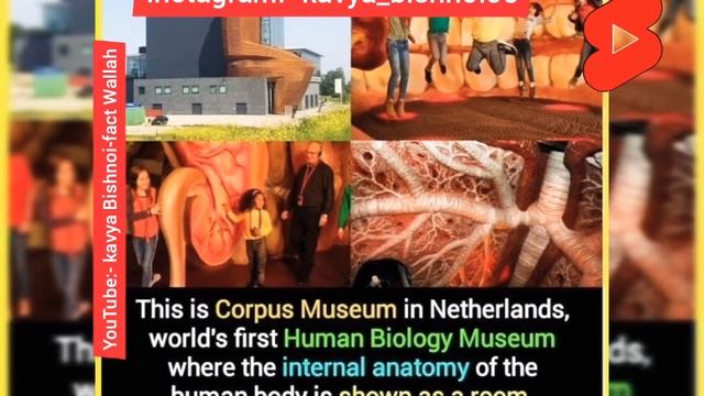 Corpus Museum | Human Biology Museum | #shorts #youtube #ytshorts #facts смотреть онлайн
