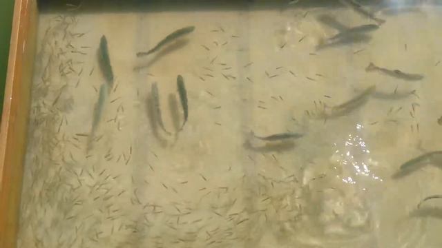 Запуск форели в дачный пруд