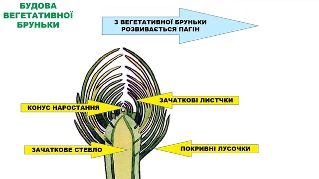 Будова бруньки. Біологія 6 клас. смотреть онлайн