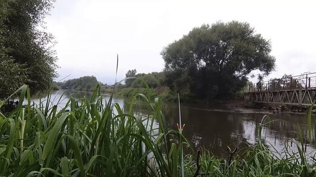 Ловля сазана на реке. Вечерняя Рыбалка-разведка на Свислочи. Беларусь 2020. смотреть онлайн