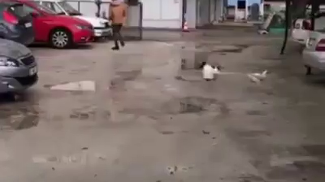 гарем не трогать! смотреть онлайн