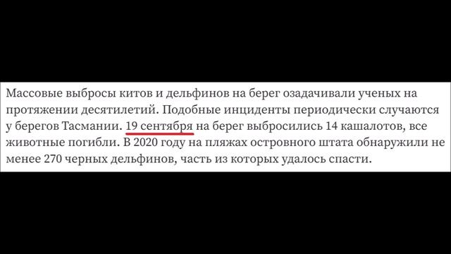 Дельфины выбрасываются на берег. Шокирующие реальные кадры. смотреть онлайн