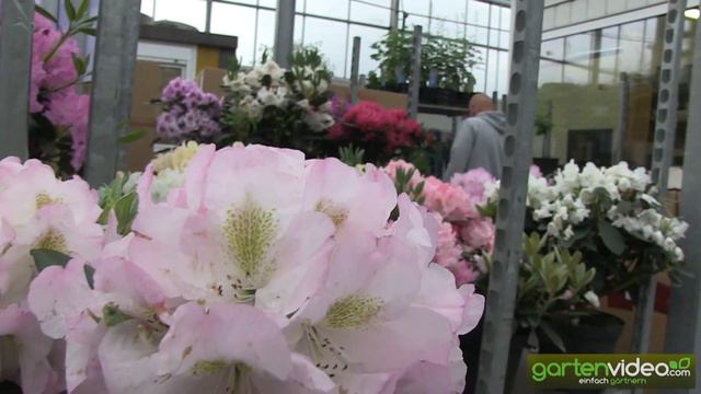 Rhododendron Hybride Brigitte смотреть онлайн