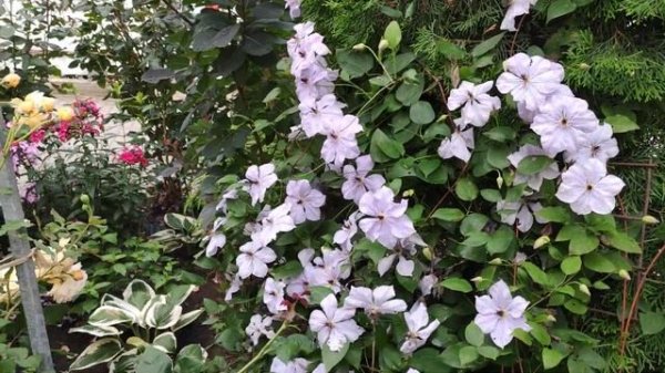 Клематис Скайфолл (Skyfall)