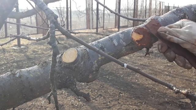 Чем НЕЛЬЗЯ замазывать срезы деревьев!!! смотреть онлайн
