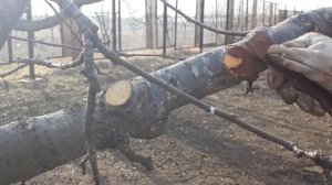 Чем НЕЛЬЗЯ замазывать срезы деревьев!!!