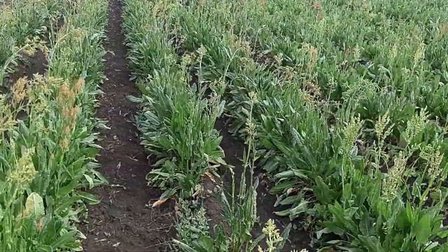 Щавель Одесский широколистный 2019 смотреть онлайн