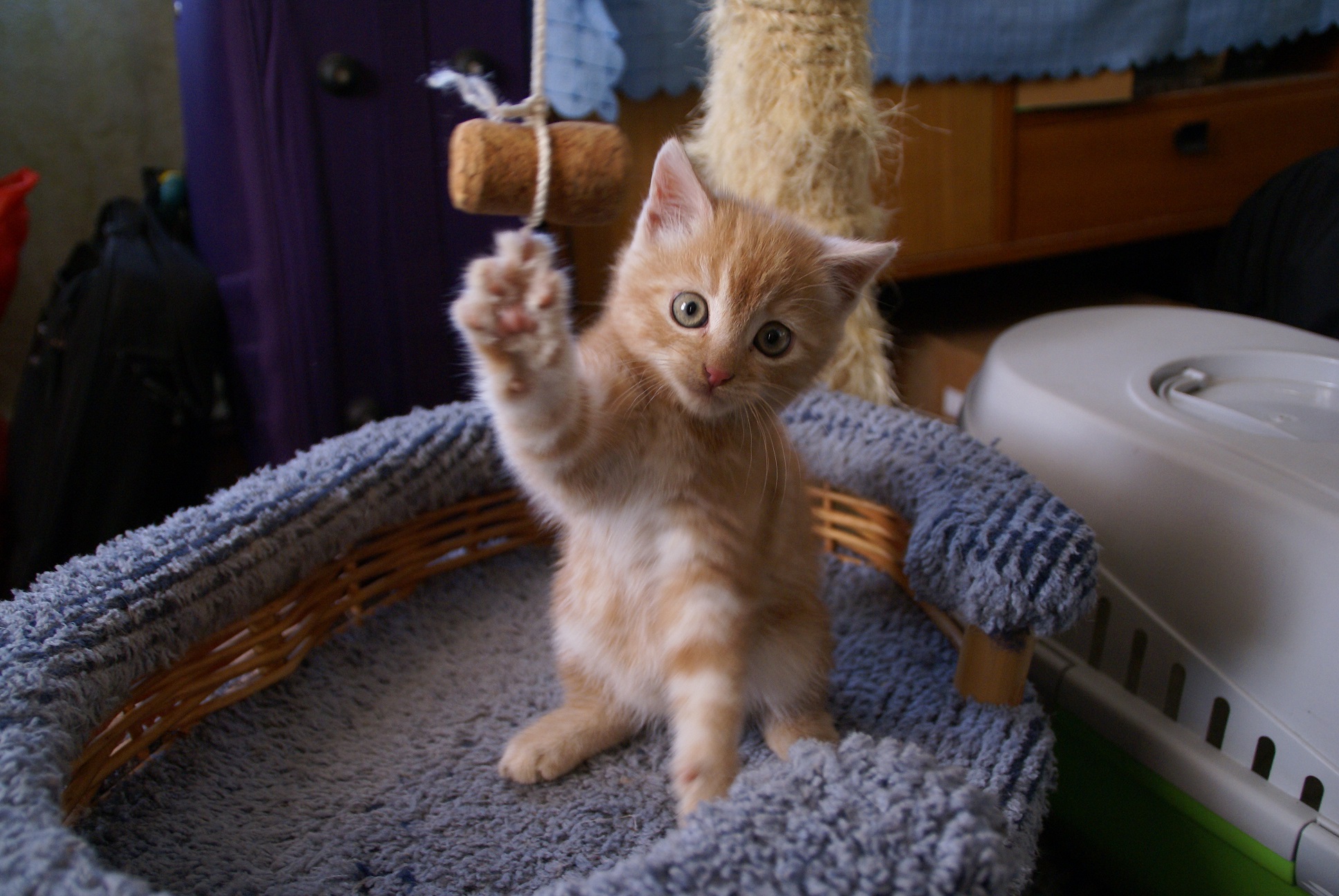 Маленький Yukku