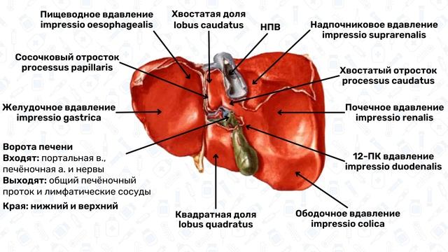 Анатомия печени: строение, функции, топография печени, связки печени, воротная вена, желчный пузырь