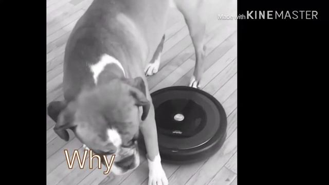 Evil vacuum bot attacks a dog смотреть онлайн