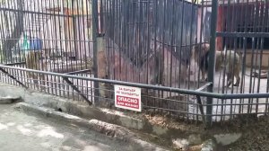 Львица ругается со львом