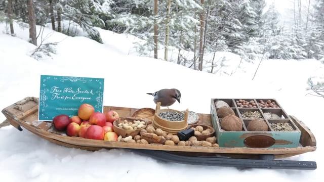видео для детей и собак. животные, птички синички, белочки едят орешки и еду. смотреть онлайн