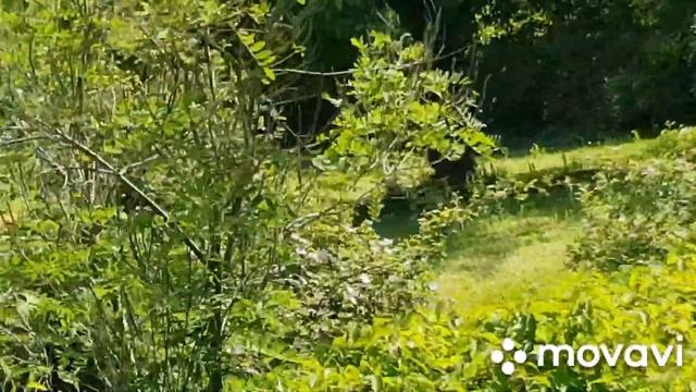 Tierpark/Berlin. Один из зоопарков Берлина смотреть онлайн