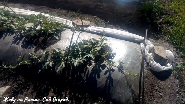 Взрывной рост Арбузов и Дынь на плёнке после важной подкормки. Делюсь секретиками. смотреть онлайн